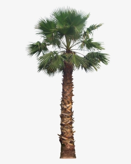 Palm Tree Png Free Download - Fan Palm Tree Png, Transparent Png, Free Download