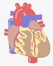 Unlabelled Image Of The Anterior Veiw Of The Major - Heart Anatomy And Physiology, HD Png Download, Free Download