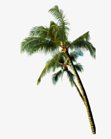 Coconut Asian Palmyra Palm Tree - Transparent Coconut Tree Png, Png Download, Free Download