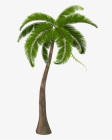 Beautiful Arecaceae Palm Tree Free Frame Clipart - Coconut Palm Tree Png, Transparent Png, Free Download