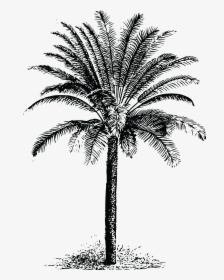 Transparent Palm Tree Png Free - Drawing Dates Palm Tree, Png Download, Free Download