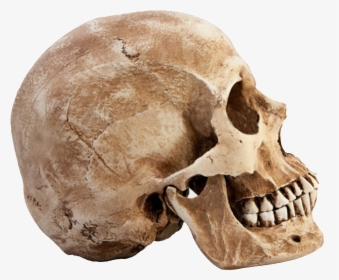 Skull Png - Human Skull Profile View, Transparent Png, Free Download