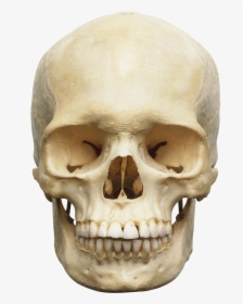 Skeleton Head Transparent, HD Png Download, Free Download
