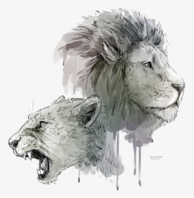 Lions Png No Background - Lion And Lioness Drawing, Transparent Png, Free Download