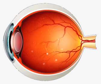 Eye Anatomy Png, Transparent Png, Free Download