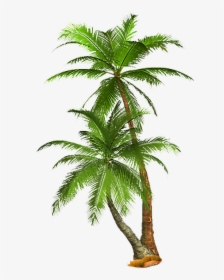 Tropical Palm Tree Png, Transparent Png, Free Download