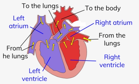 Heart Double Circulatory System, HD Png Download, Free Download