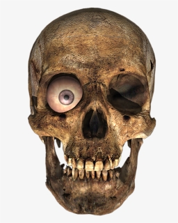 Skull Png, Transparent Png, Free Download