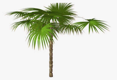 Tree,plant,palm Tree,arecales,desert Palm,sabal Palmetto,woody - High Resolution Png Images Free Download, Transparent Png, Free Download