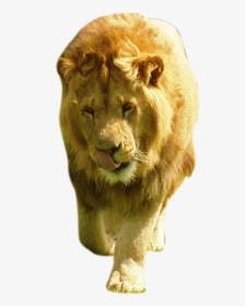 Large Male Lion, HD Png Download, Free Download