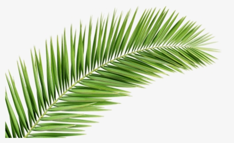 Palm Tree Png Transparent Images Free Donwload - Palm Tree Leaf Png, Png Download, Free Download