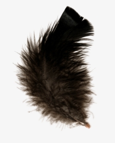 Feather Black, HD Png Download, Free Download