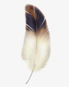 Feather Png, Transparent Png, Free Download
