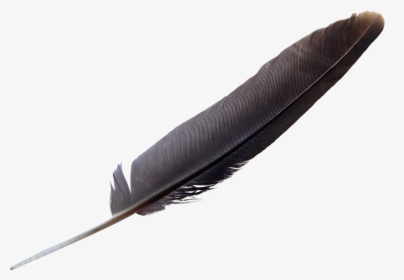 Feather Png Image, Transparent Png, Free Download
