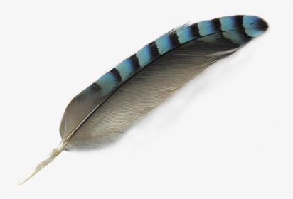 Feather Png Image - Bird Feather Png, Transparent Png, Free Download