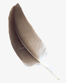 Feather Brown - Прозрачный Фон Перо, HD Png Download, Free Download