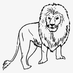 African Lion Clip Arts - Lion Picture Black And White, HD Png Download, Free Download