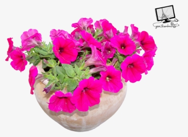 2 Photo, Flowers In Pots - Portable Network Graphics, HD Png Download, Free Download