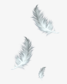 White Feathers Png - Transparent Background Feather Png, Png Download, Free Download