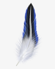 Feather Png - Blue And White Feather, Transparent Png, Free Download