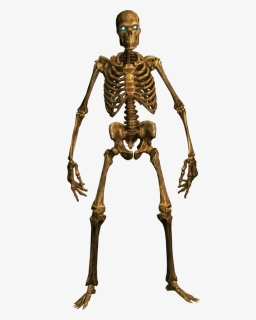 Skeleton Human Png Png Images - Skeleton Png, Transparent Png, Free Download