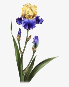 Iris Dreams Flower Pots, Potted Flowers, Iris, Clip - Iris Flower No Background, HD Png Download, Free Download