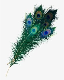 Peacock Feather Png - Peacock Feather Peacock Transparent Background, Png Download, Free Download