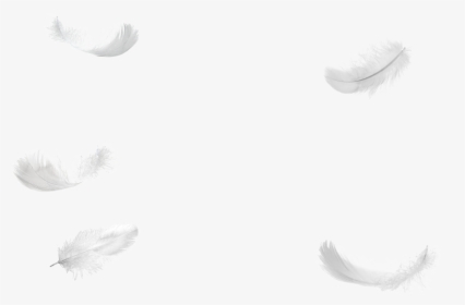 Five Feathers Falling No Background Png - Transparent Falling White Feathers, Png Download, Free Download