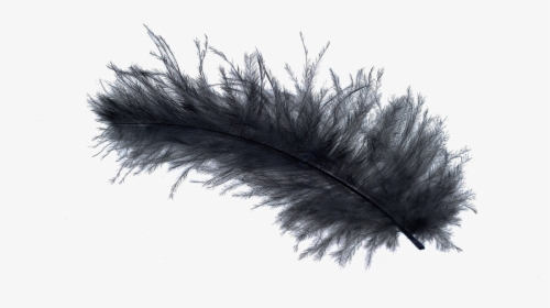 Bird Light Feather Stock - Down Feather Black And White, HD Png Download, Free Download