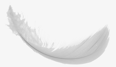 Download Feather Png Images - Feather Png Transparent Gif, Png Download, Free Download