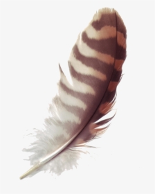 Feather Free Download Png - Brown Feather Transparent Background, Png Download, Free Download