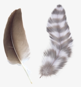 Falling Feather Png - Feather Clear Background, Transparent Png, Free Download