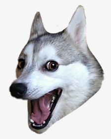 #ftestickers #dog #husky #funny #meme - Husky Dog Meme Png, Transparent Png, Free Download