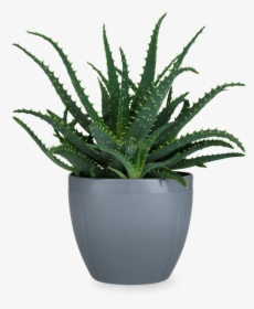 Gc Flowerpot Oe14 5 Cm Cold Grey Grand Cru - Transparent Background Potted Plant Png, Png Download, Free Download
