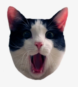 Cat Meme Png - - Friday Cat Quote, Transparent Png, Free Download