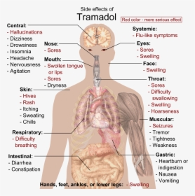 Side Effects Of Tramadol Human Body Diagram Hd Png Download Kindpng