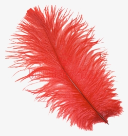 Transparent Background Red Feather Png, Png Download, Free Download