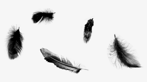 Falling Angel Feathers Png - Black Feathers Transparent Background, Png Download, Free Download