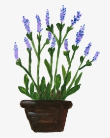 Flower Pots With Flowers Png Potted Flower Png - Lavandula Lanata, Transparent Png, Free Download