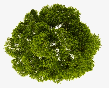 Transparent Grass Background Png - Trees Top View Png, Png Download, Free Download