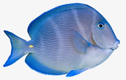 Coral Reef Fish - Atlantic Blue Tang Clipart, HD Png Download, Free Download