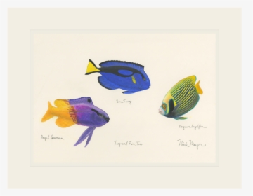 Tropical Fish Trio - Wrasses, HD Png Download, Free Download