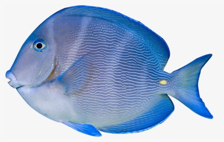 Acanthurus Coeruleus, HD Png Download, Free Download