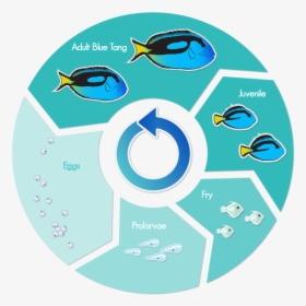 Blue Tang Fish Life Cycle, HD Png Download, Free Download