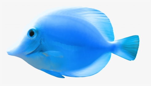Complete Images Of Fish Blue Png Clipart Best- - Beautiful Blue Fish Png, Transparent Png, Free Download