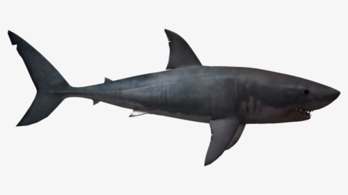 Free Download Of Sharks Png In High Resolution - Transparent Background Shark Png, Png Download, Free Download