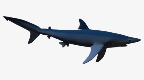 Now You Can Download Sharks Png - Real Shark Shadow Png, Transparent Png, Free Download