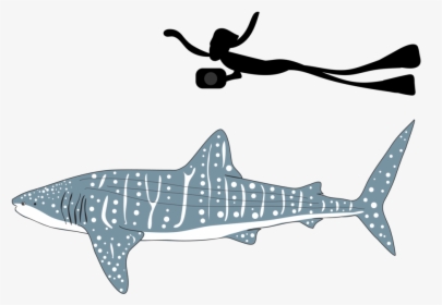 Transparent Whale Shark Png, Png Download, Free Download