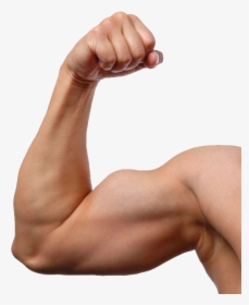 Png Image Purepng Free Cc Library Man Arm - Transparent Background Muscle Arms Transparent, Png Download, Free Download