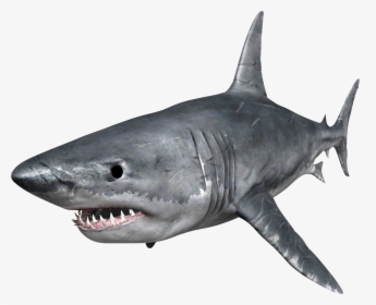 Browse And Download Shark Png Pictures - Great White Shark Png, Transparent Png, Free Download